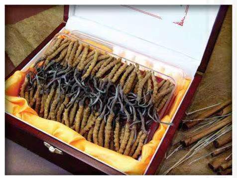 本号镇冬虫夏草回收